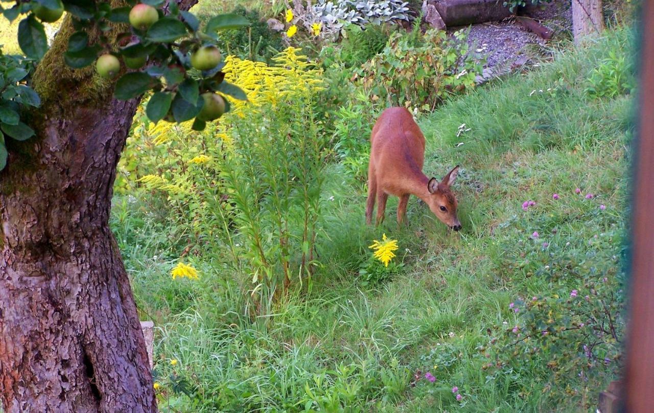 Ein Platz Fuer Ruhe Und Naturgenuss Sebnitz Exteriér fotografie